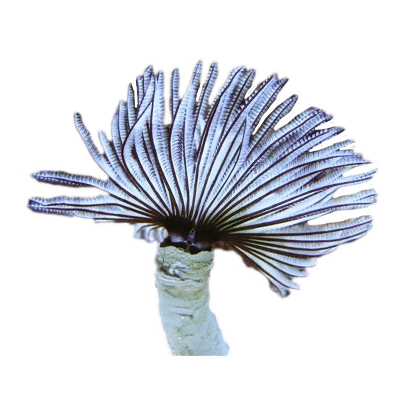 Feather Duster