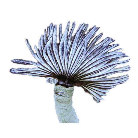 Feather Duster