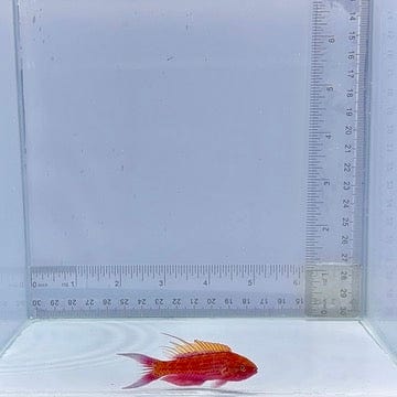 Filament Flasher Wrasse (Paracheilinus filamentosus)