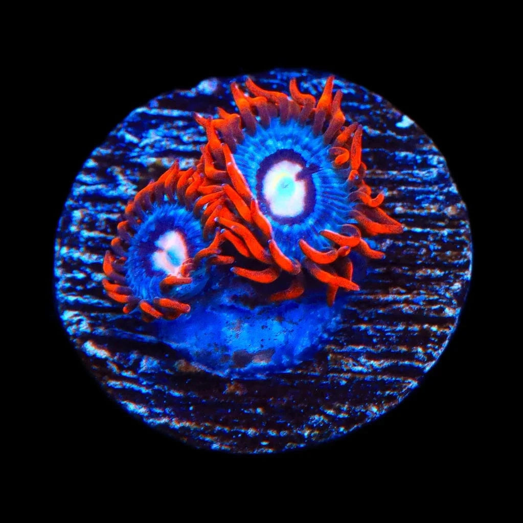 Fire and Ice Zoanthid Coral