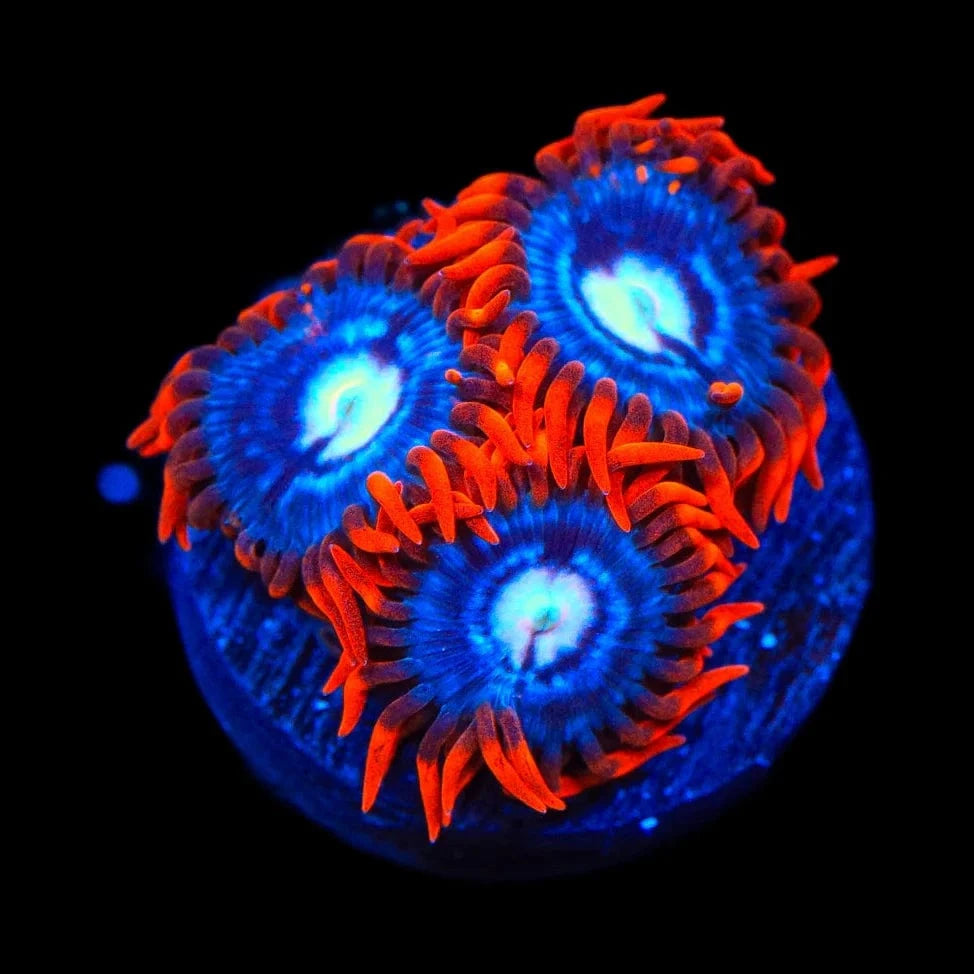 Fire and Ice Zoanthid Coral
