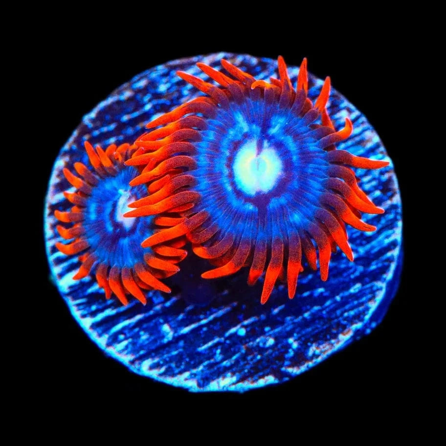 Fire and Ice Zoanthid Coral