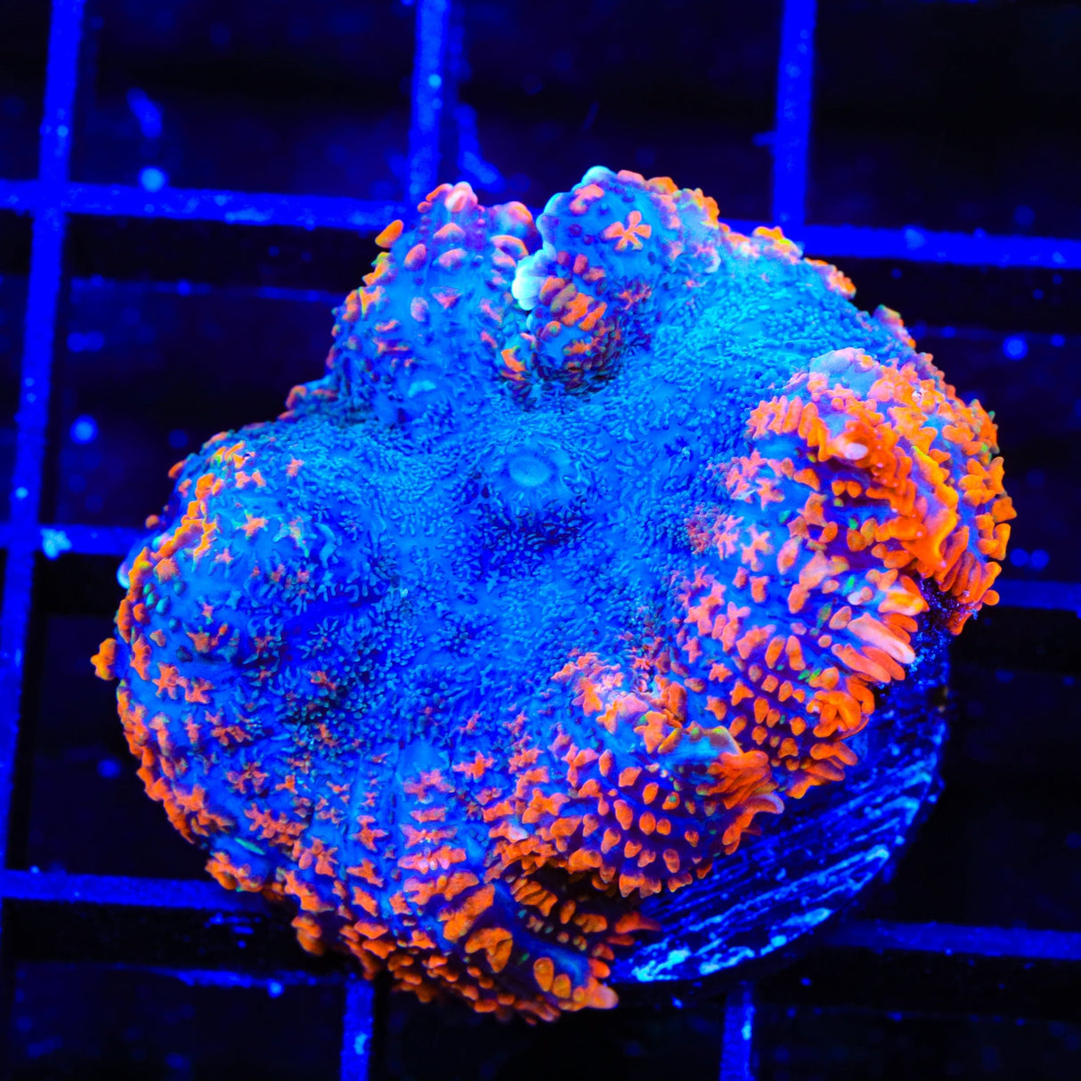 Fire Breather Mushroom Coral