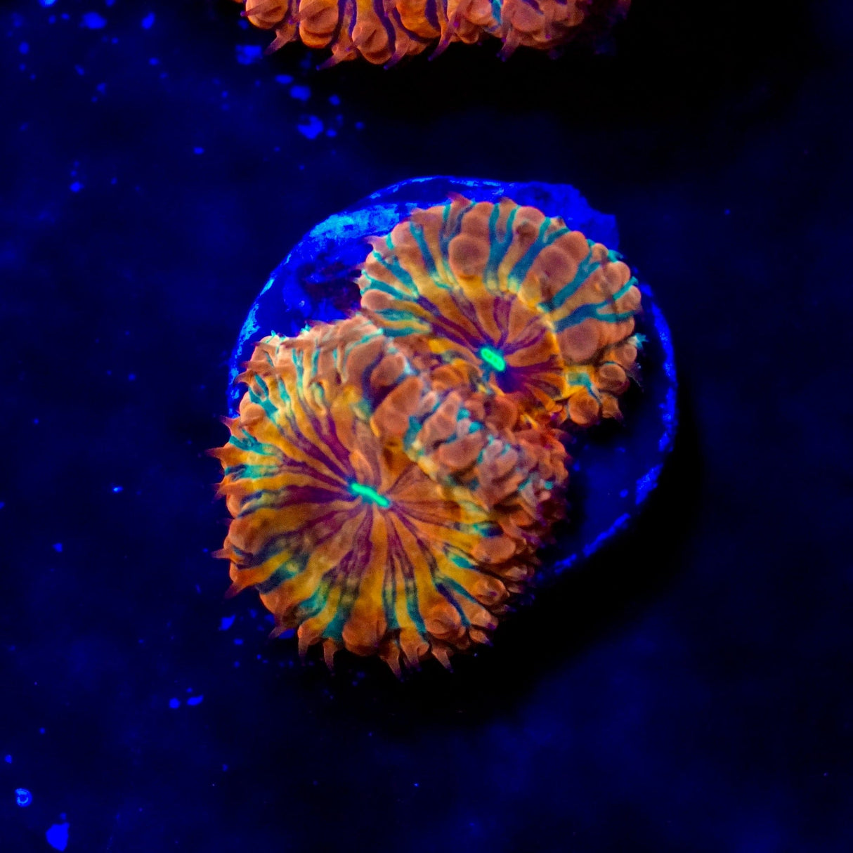 Fire Dancer Blastomussa Coral