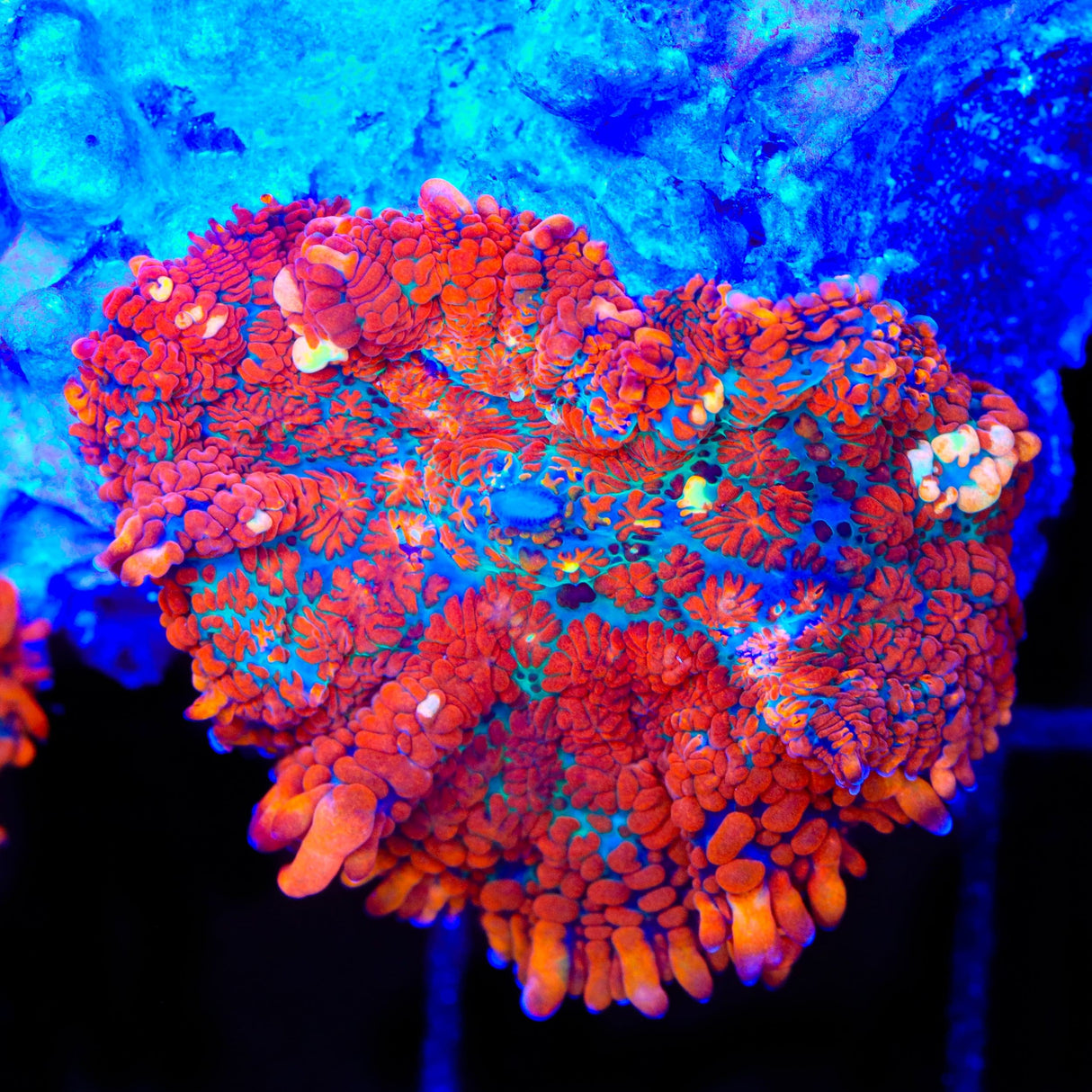 Fire Dancer Mushroom Coral