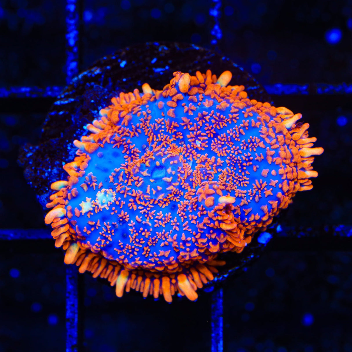 Firestorm Mushroom Coral