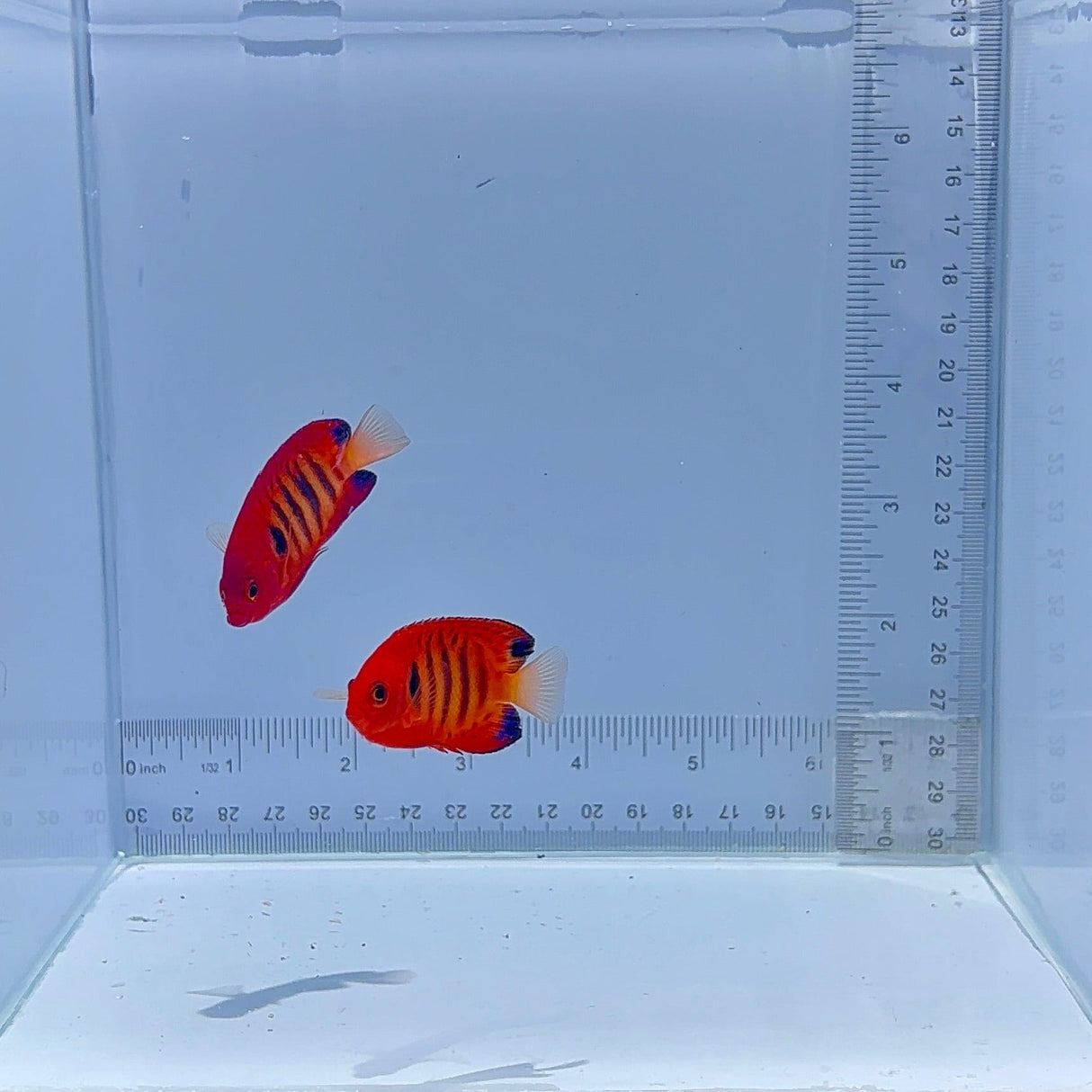 Flame Dwarf Angel Fish