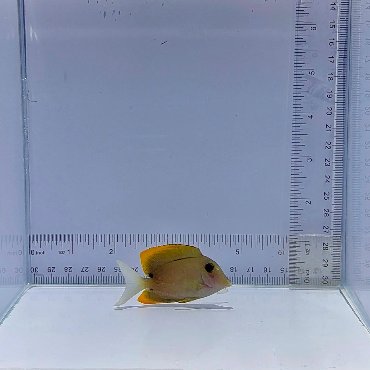 Flame Fin Tomini Tang Fish