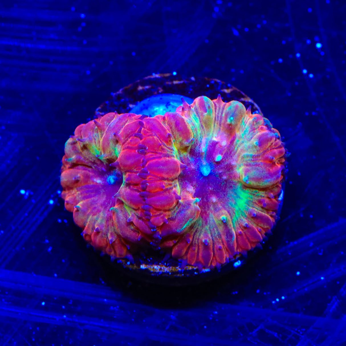 Flame Hawk Blastomussa Coral