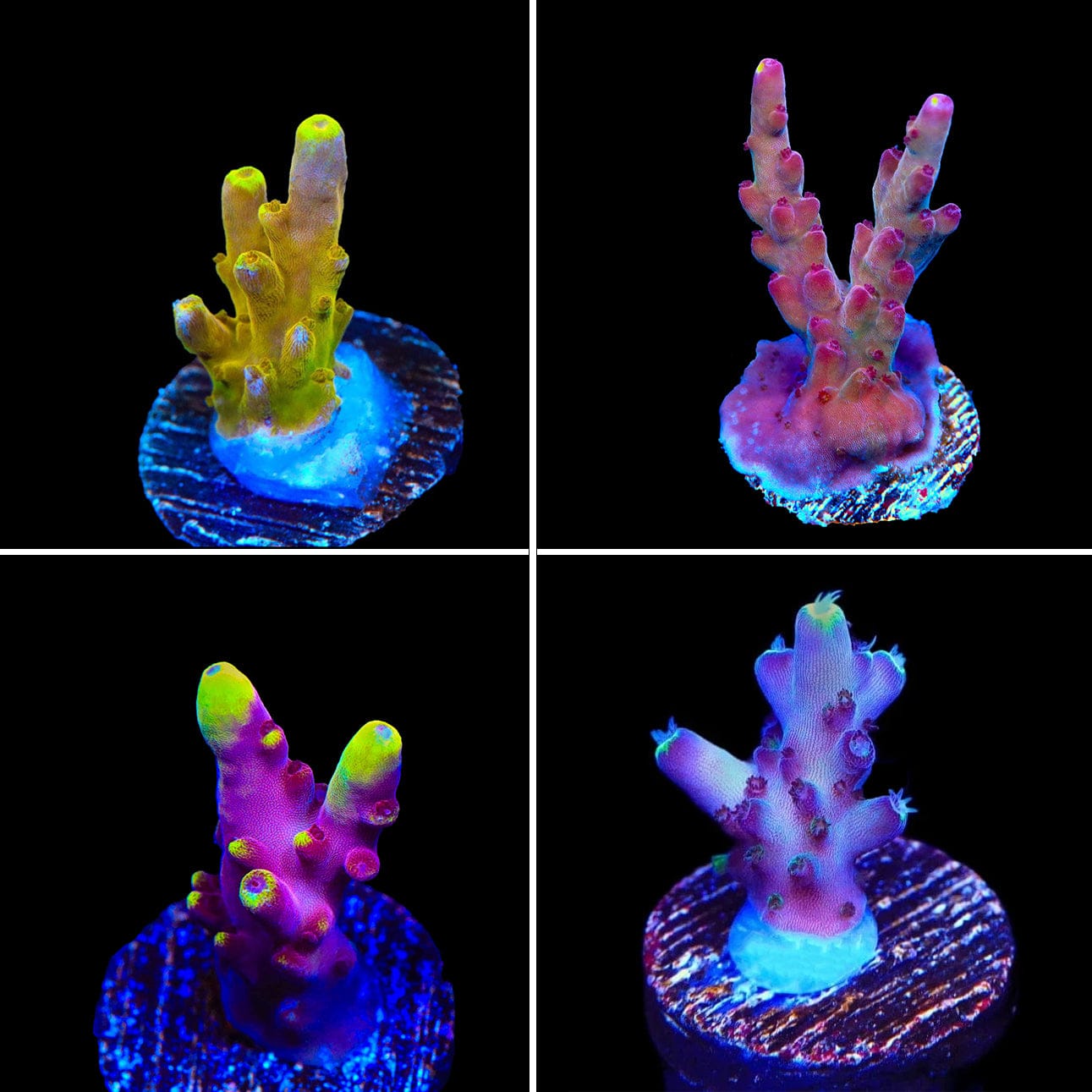 Flame Pack Acropora Coral