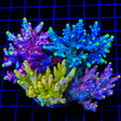Flame Pack Acropora Coral
