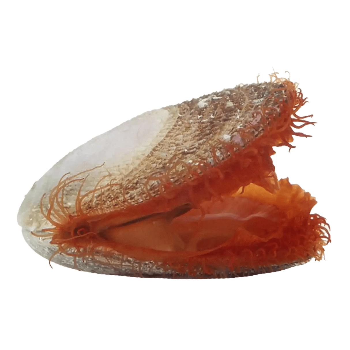 Flame Scallop – Ctenoides scaber