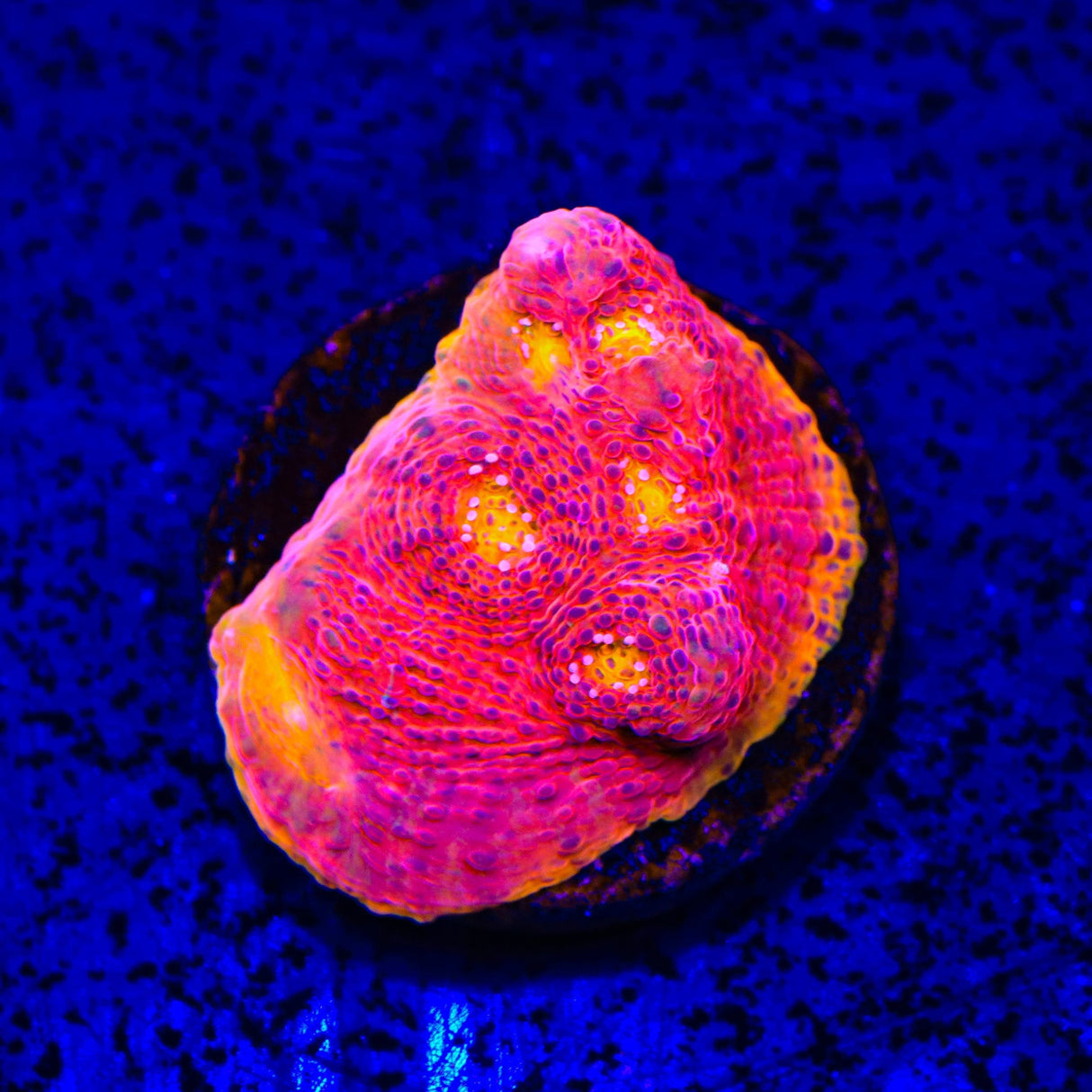 Flame Thrower Chalice Coral