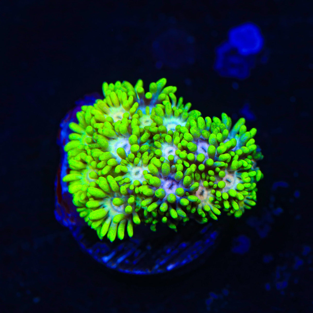 Flaming Strawberry Goniopora Coral