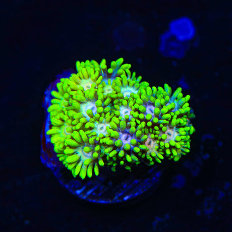 Flaming Strawberry Goniopora Coral