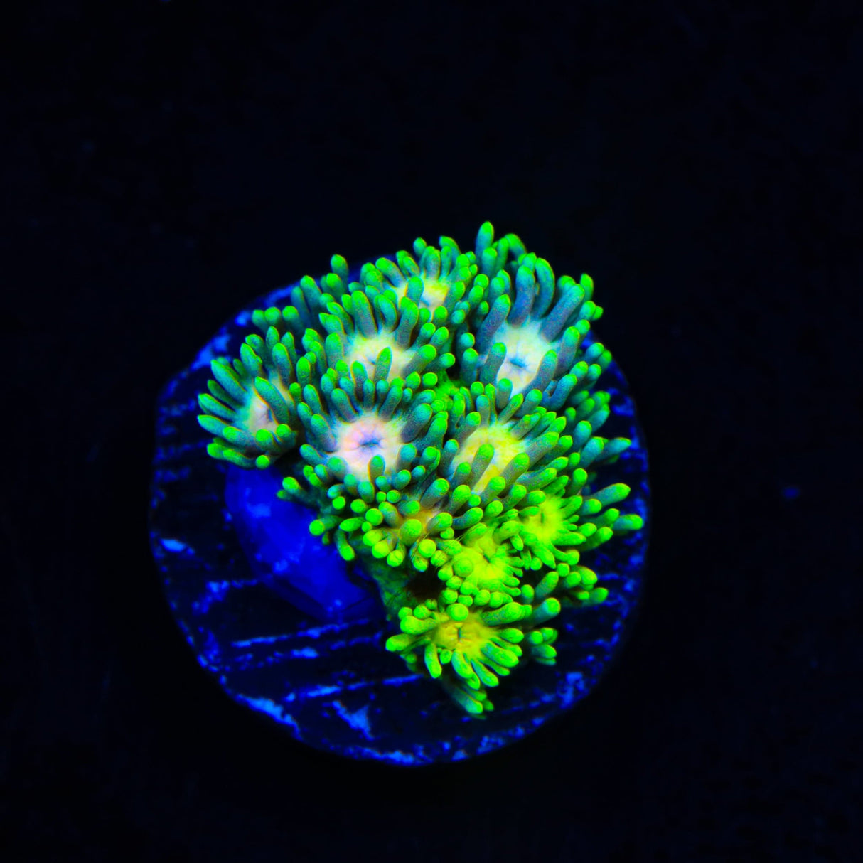 Flaming Strawberry Goniopora Coral