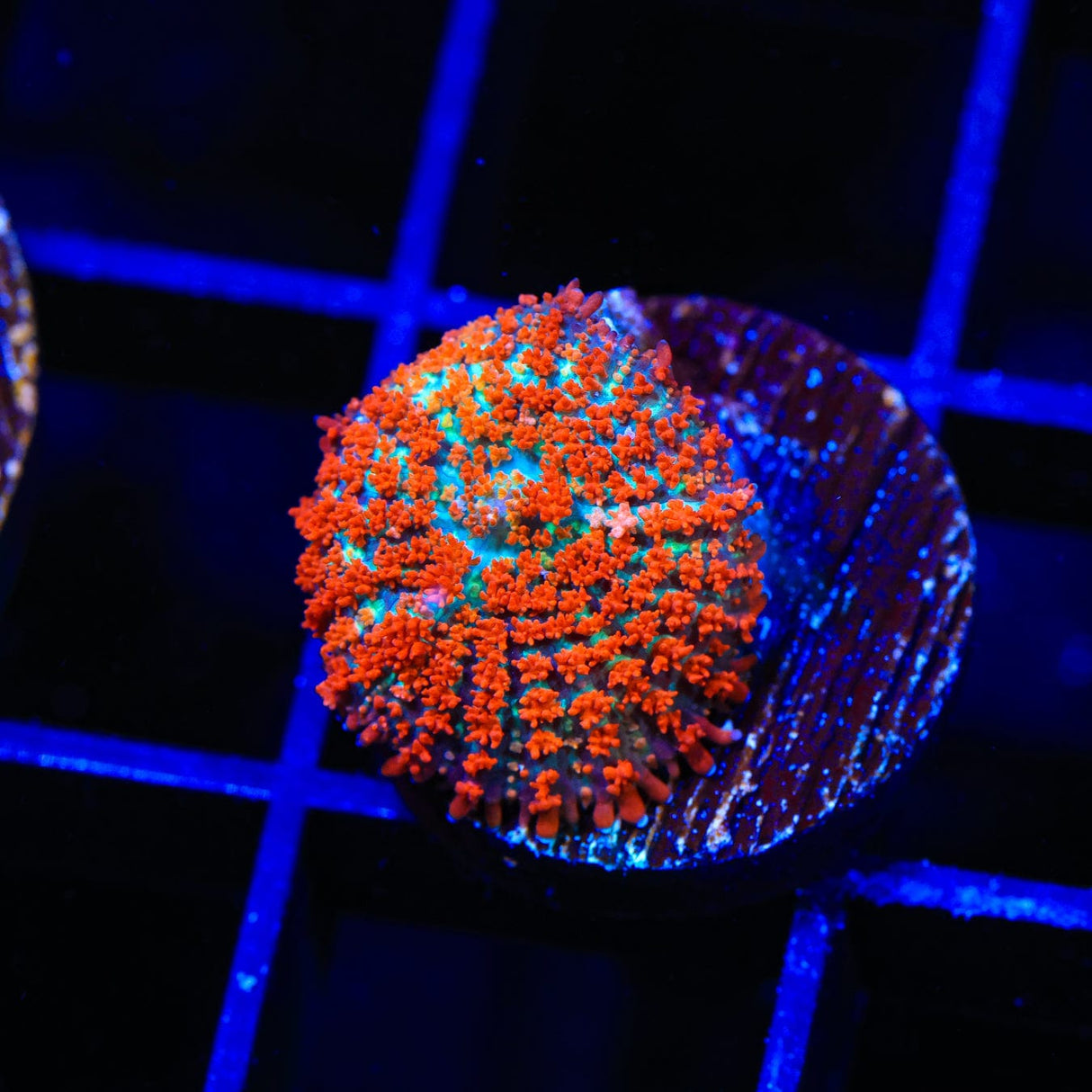 Forest Fire Mushroom Coral