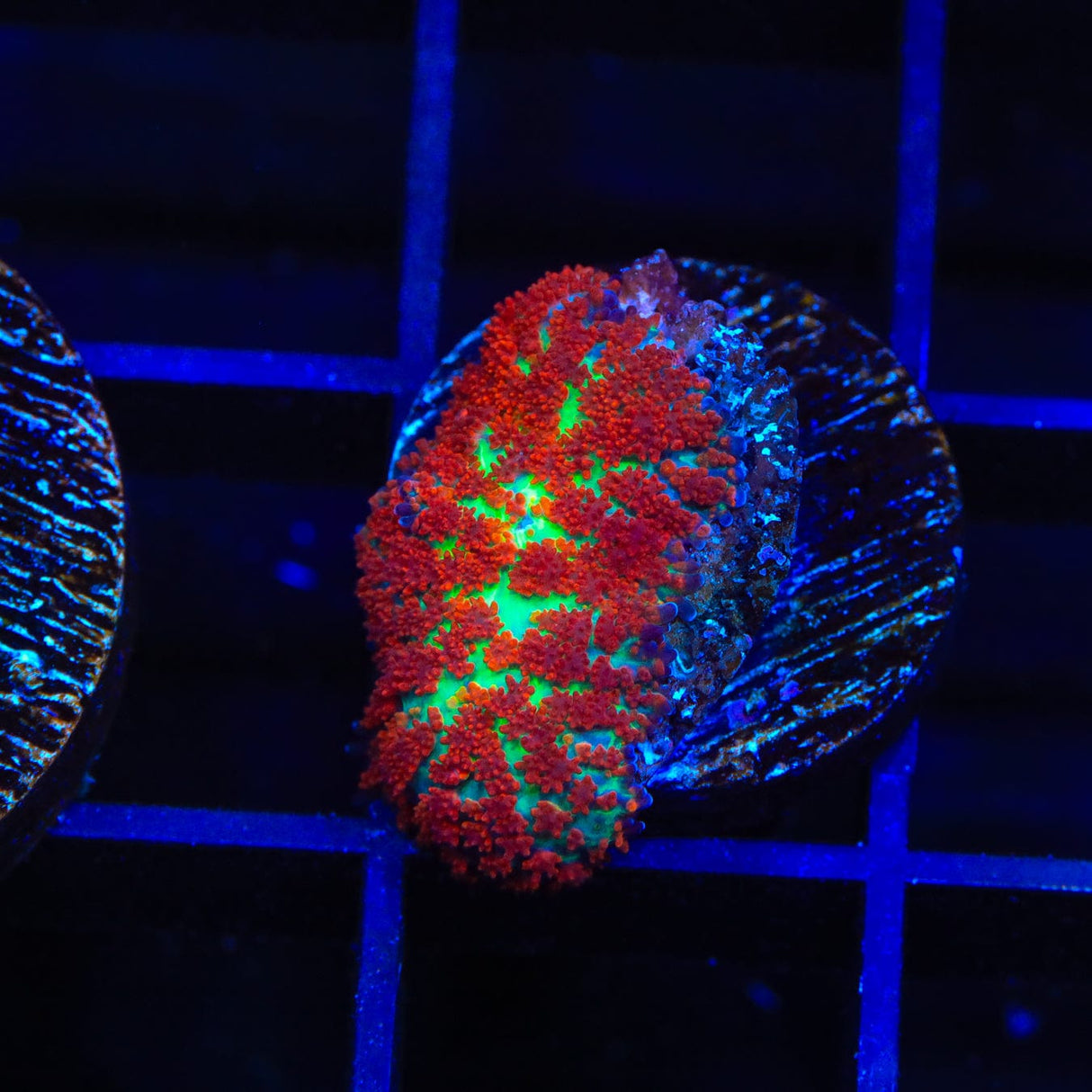 Forest Fire Mushroom Coral