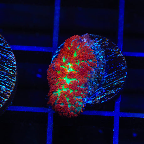 Forest Fire Mushroom Coral