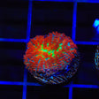 Forest Fire Mushroom Coral