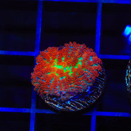 Forest Fire Mushroom Coral
