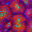 Forest Fire Mushroom Coral