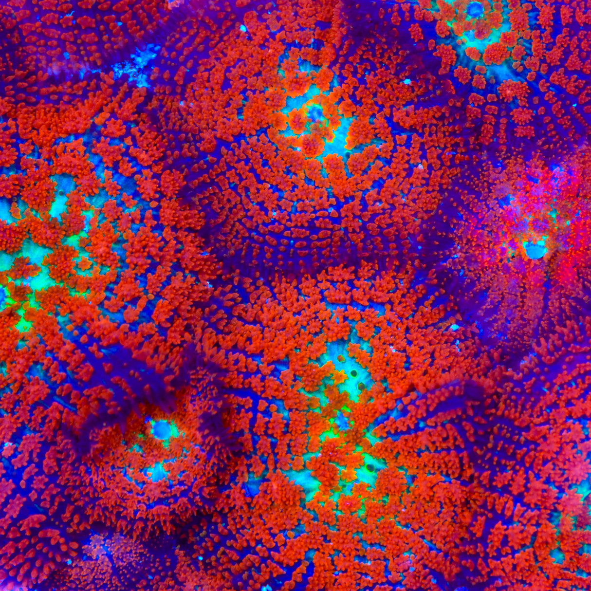 Forest Fire Mushroom Coral