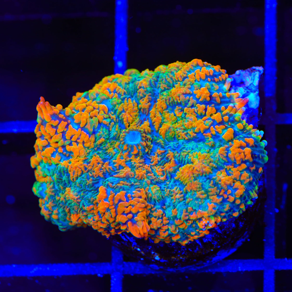 Forest Glitter Mushroom Coral