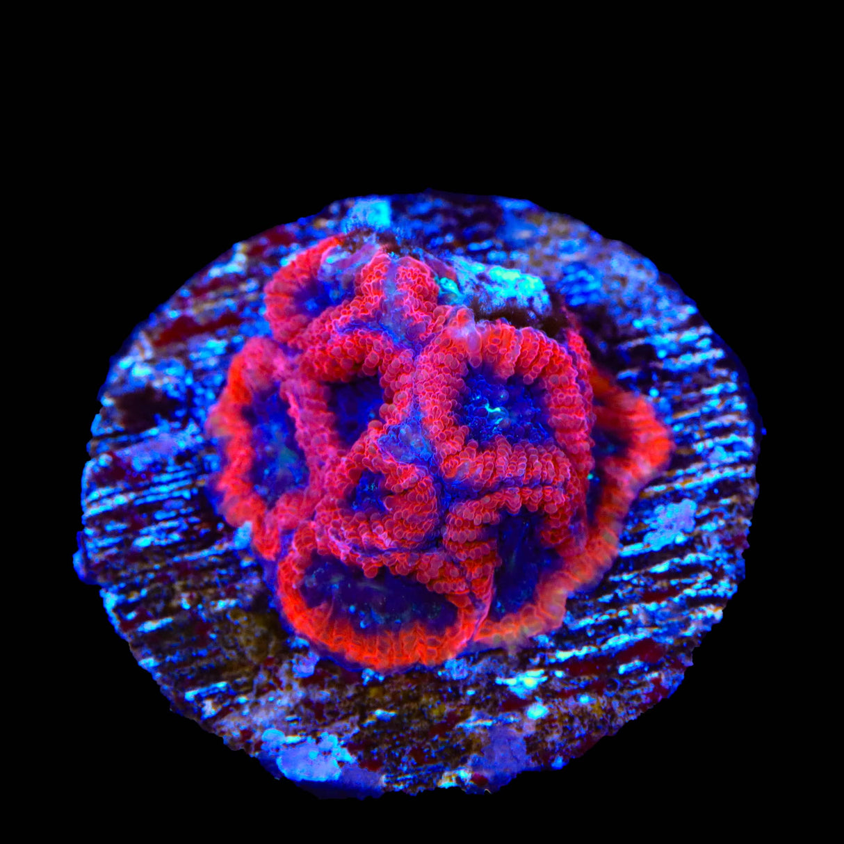 Fruit Cake Favia Coral