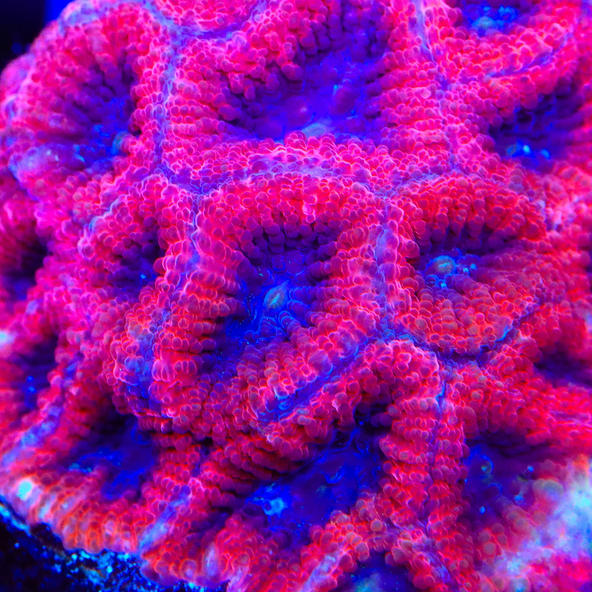 Fruit Cake Favia Coral