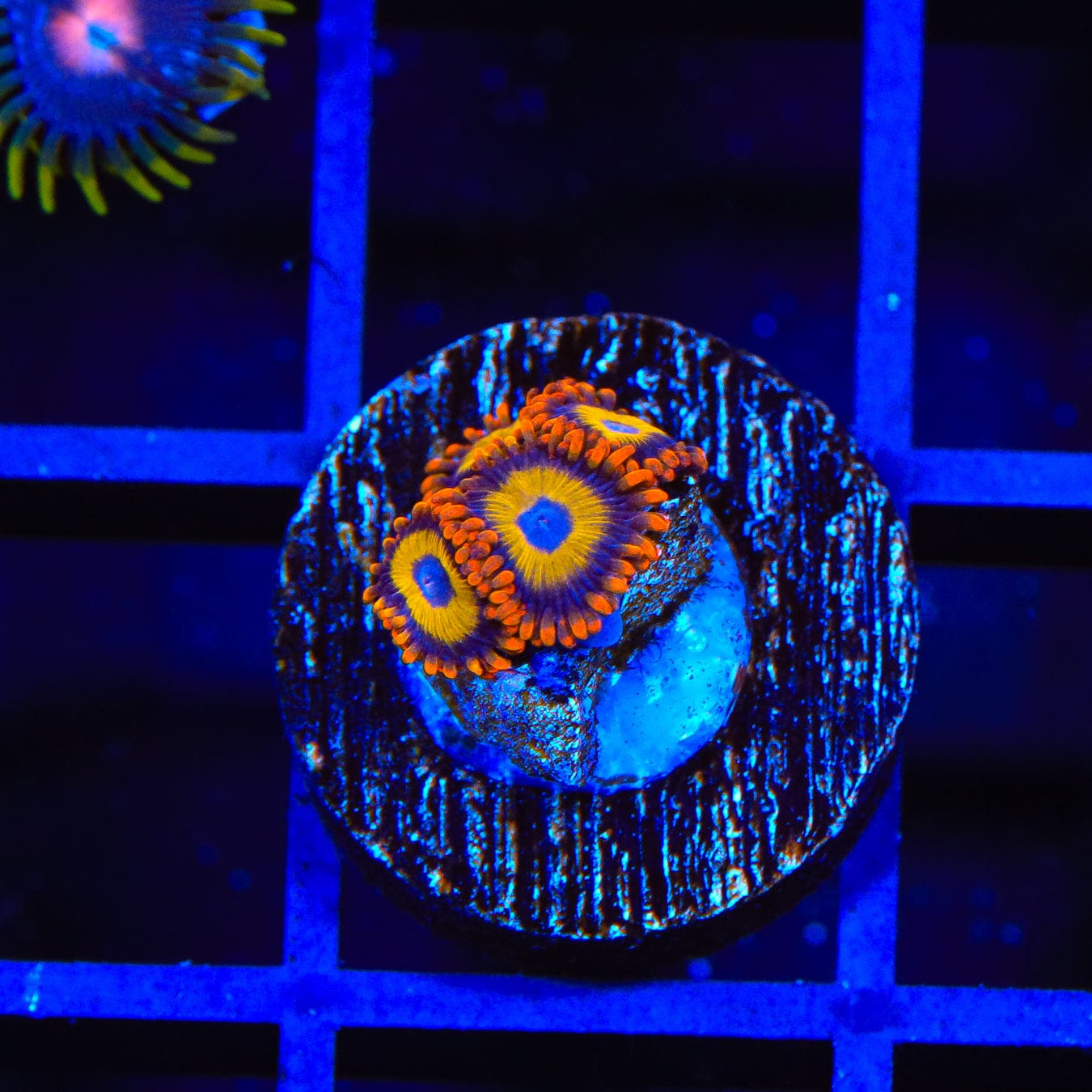 Fruit Loops Zoanthids Coral