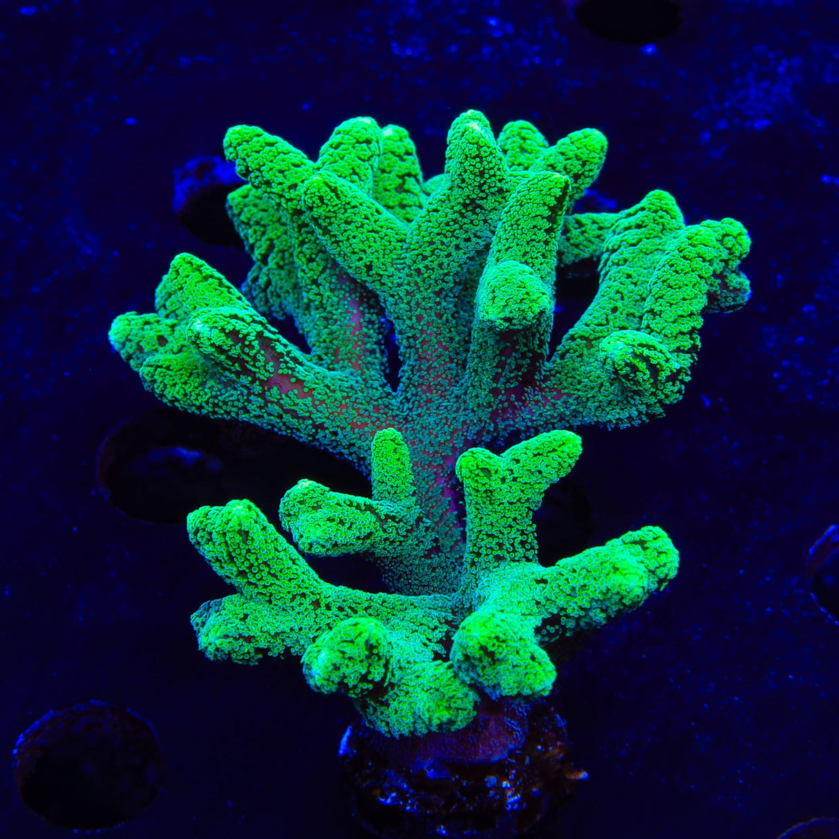 Fuzzy Birdsnest XL Frag Coral