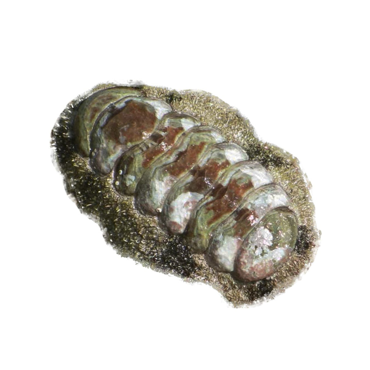 Fuzzy Chiton – Acanthopleura granulata