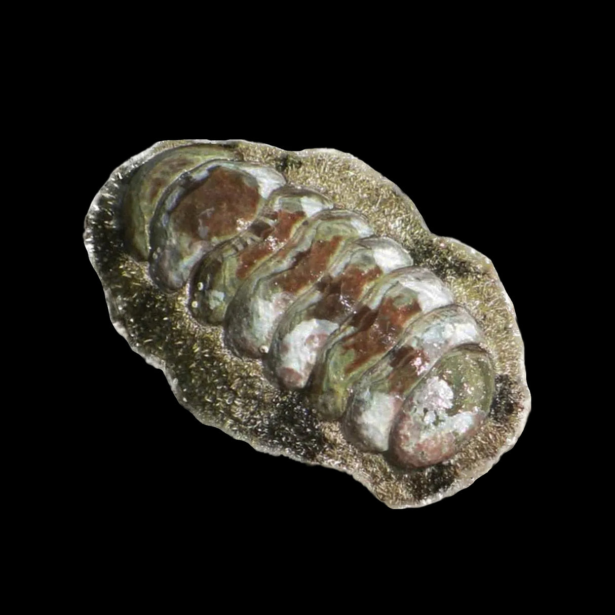 Fuzzy Chiton – Acanthopleura granulata