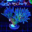 Garf Bonsai Acropora Colony Coral