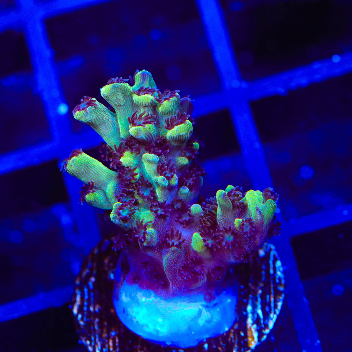 GB Fury Acropora Coral