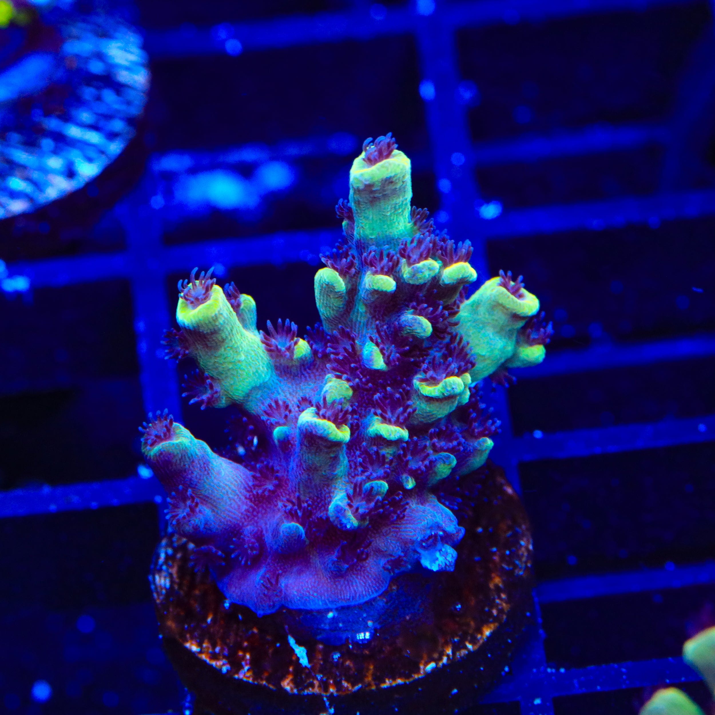 GB Fury Acropora Coral