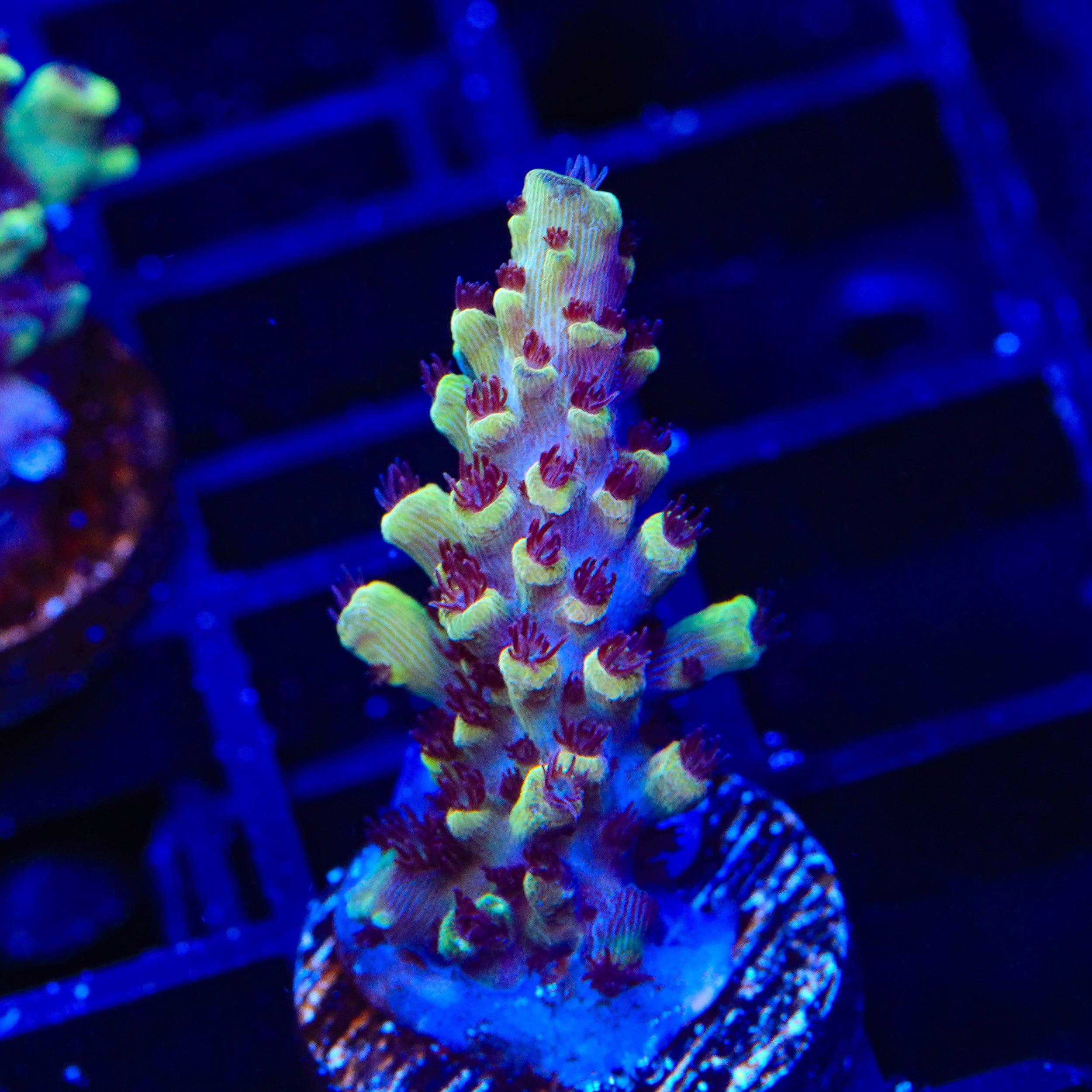 GB Fury Acropora Coral