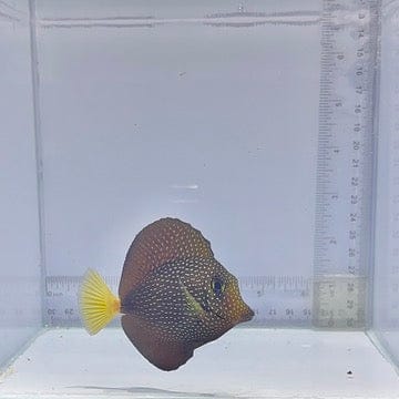 Gem Tang (Zebrasoma gemmatum)