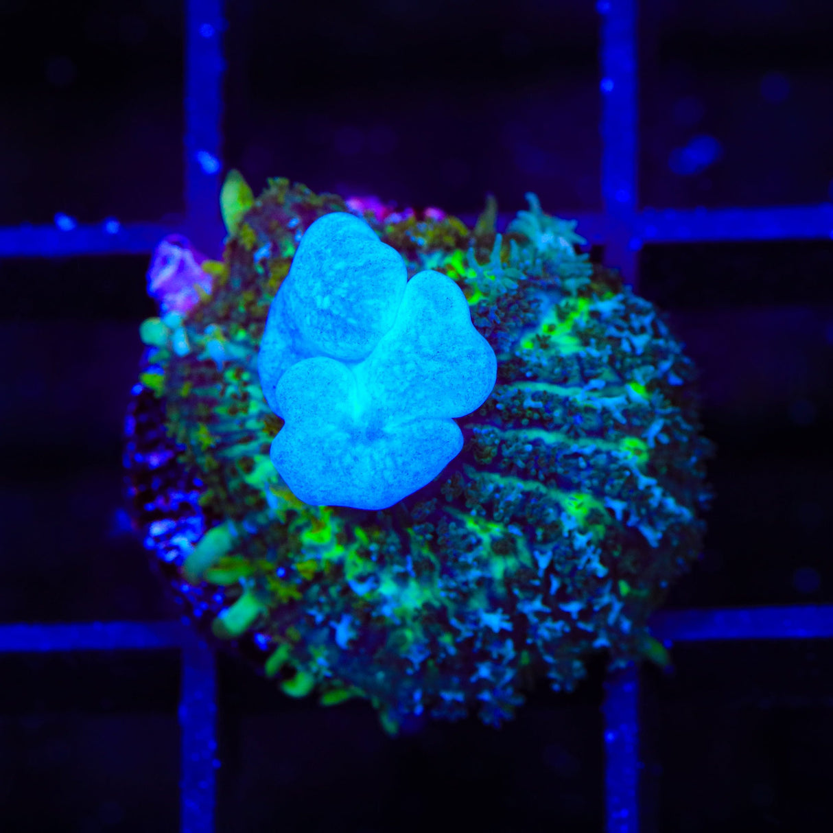 Ghost Bounce Mushroom Coral