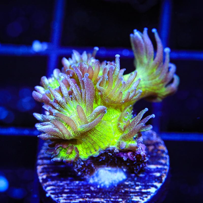 Glitter Blomb Goniopora Coral