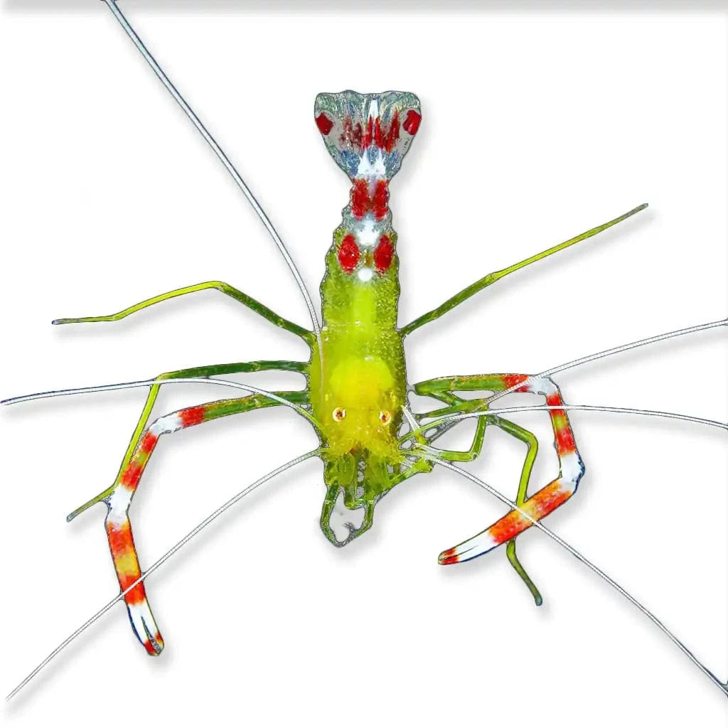 Gold Coral Banded Shrimp – Stenopus zanzibaricus