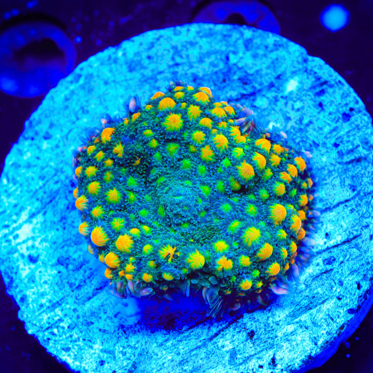 Gold Flake Mushroom XL Frag Coral
