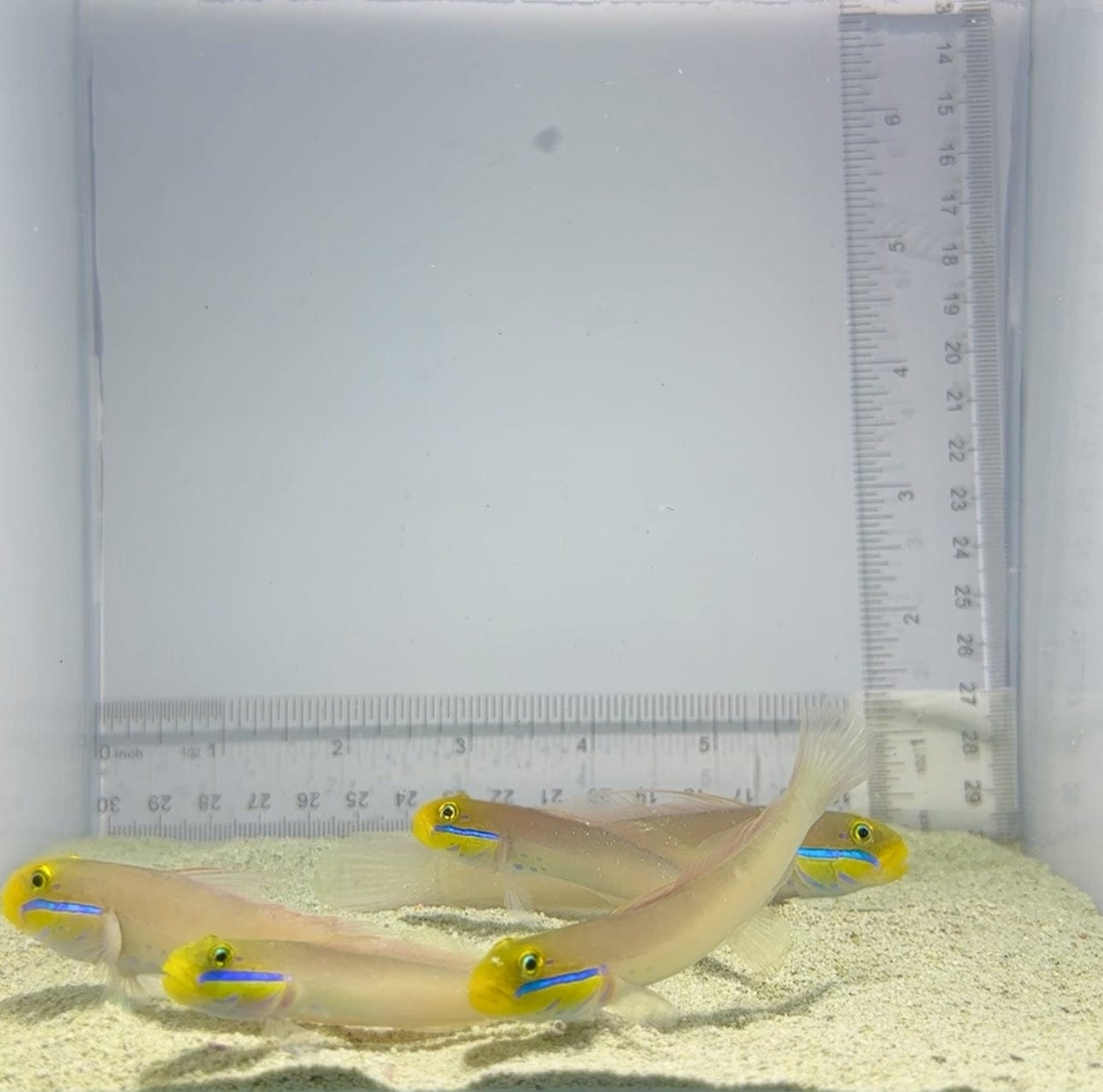 Gold Head Sleeper Goby Fish