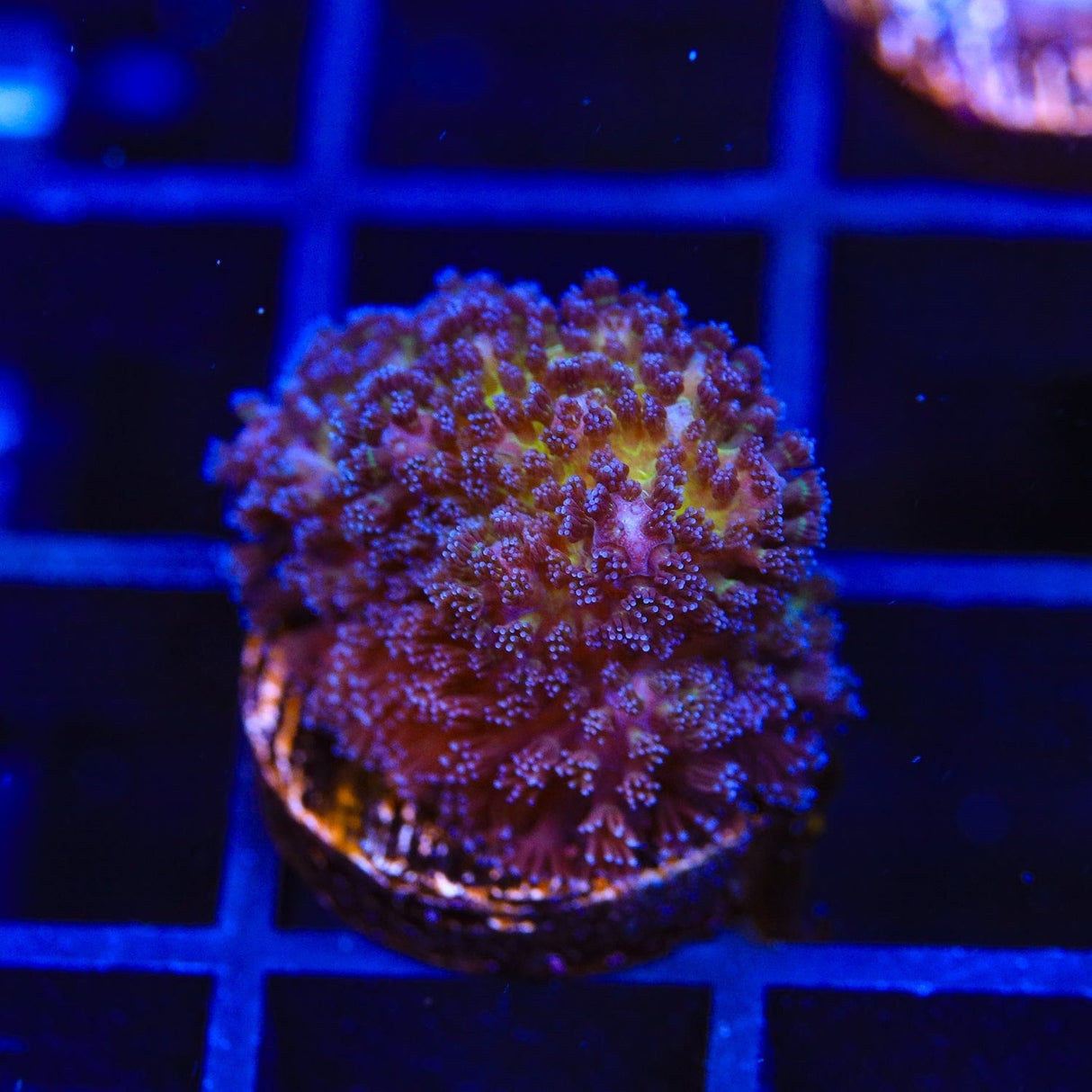 Gold Pocillopora Coral