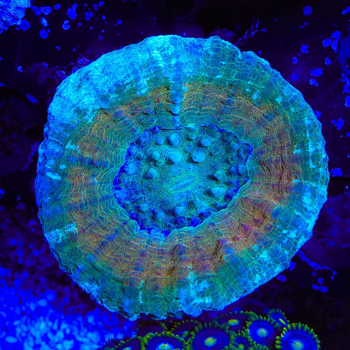 Gold Ring Scolymia Coral