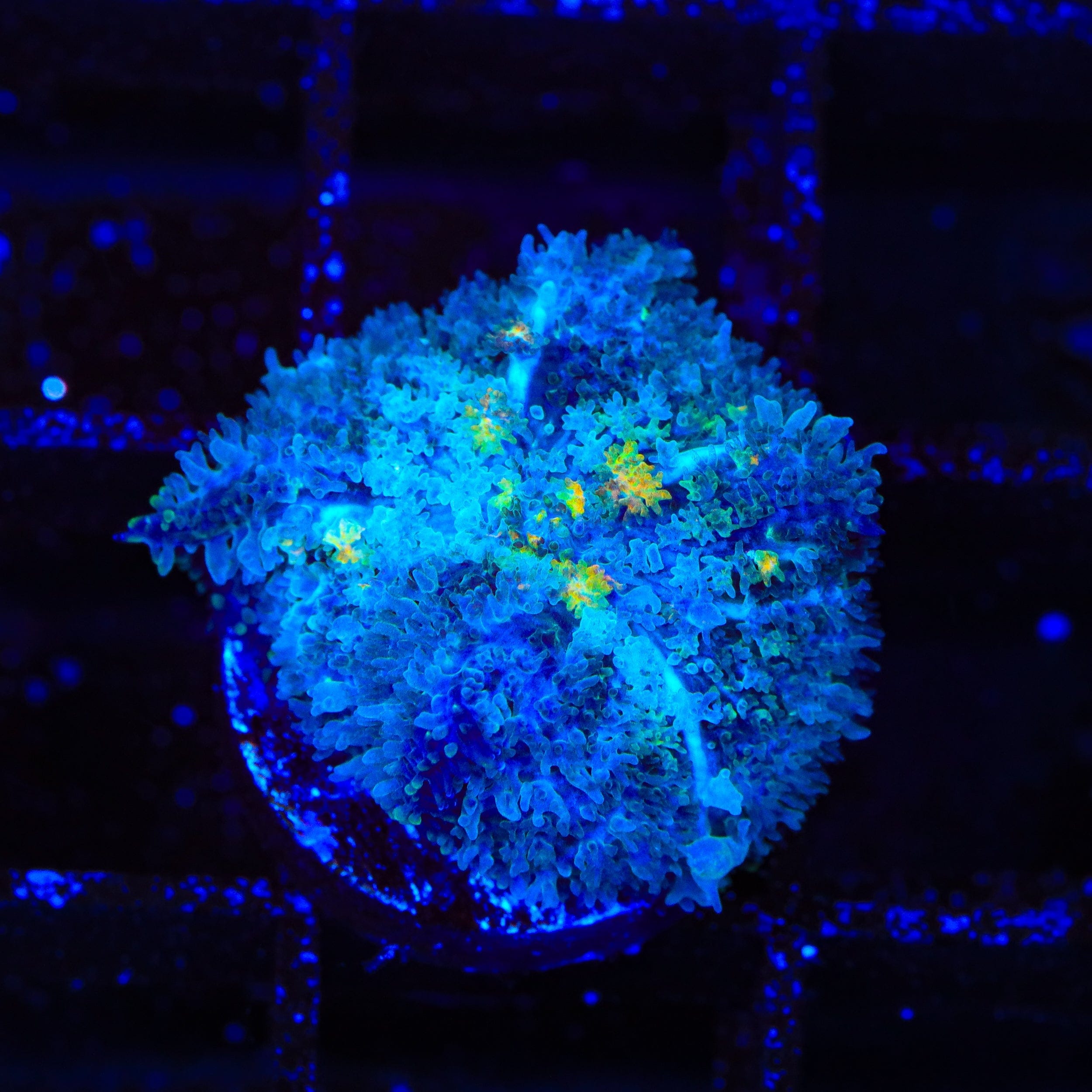 Golden Flakes Mushroom Coral