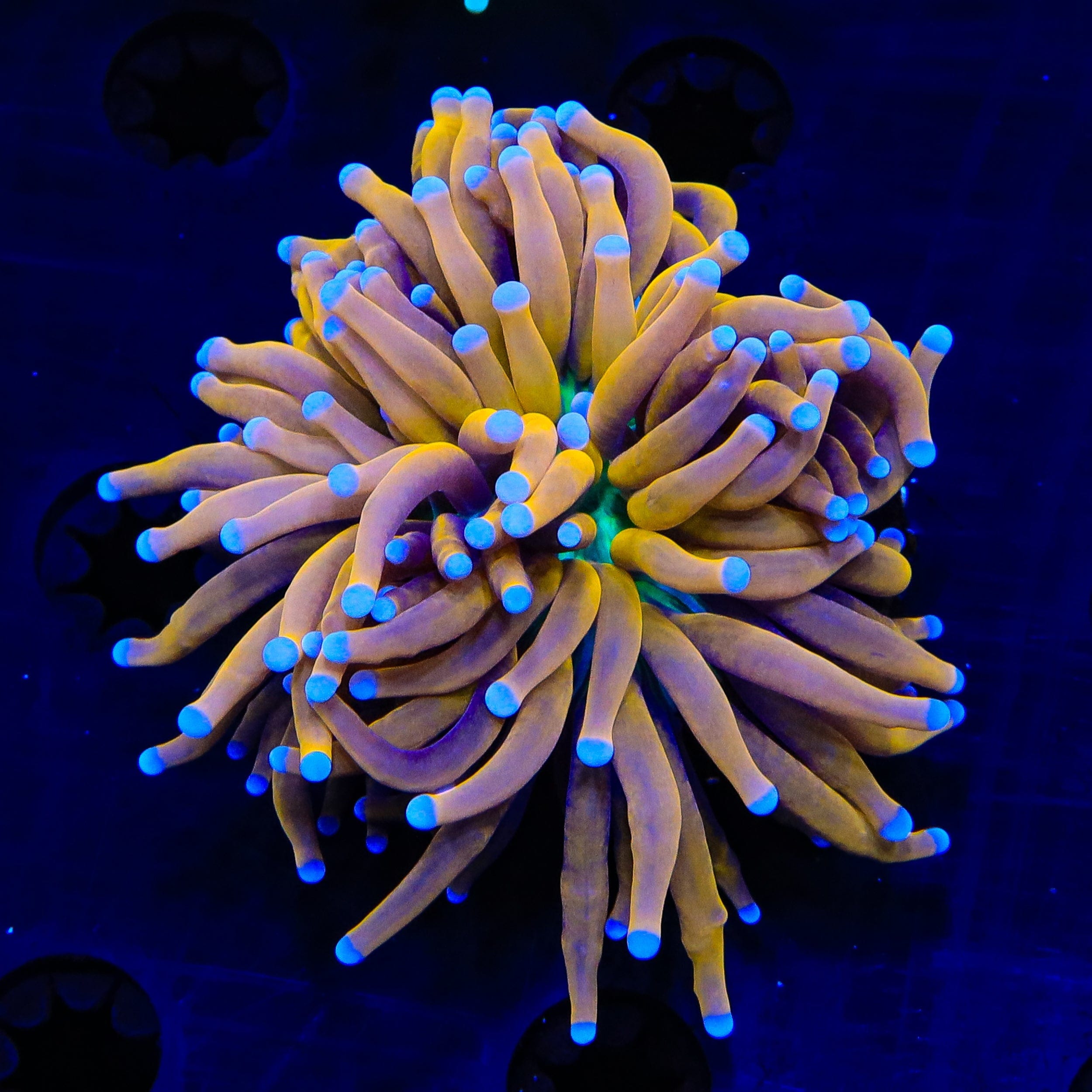 Golden Goddess Torch Coral