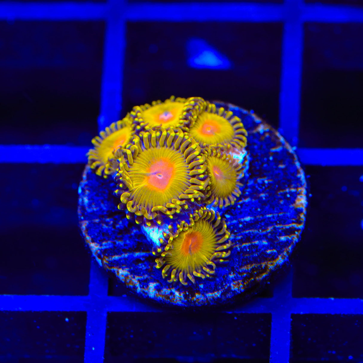 Golden Gods Zoanthids Coral