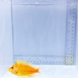 Golden Hawkfish (Cirrhitichthys aureus)
